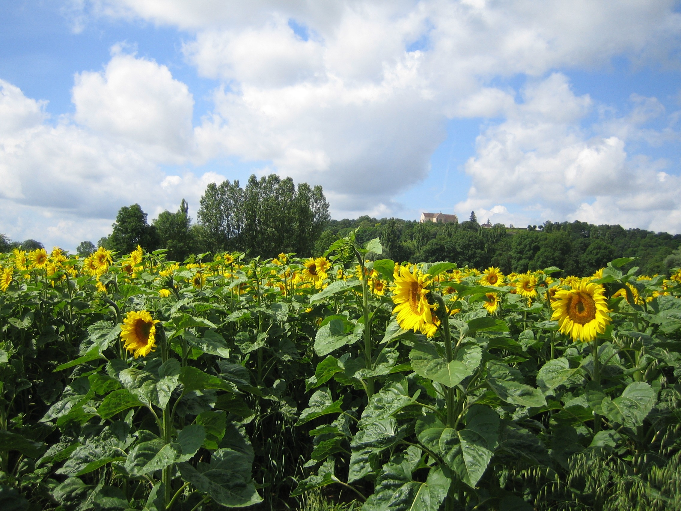 sunflowers2012-005.JPG